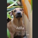 Atilla &amp; Hero - Mixed Breed Dog