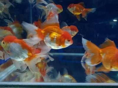 Red &amp; White Lionhead Gold Fish - Goldfish Fish