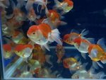 Red &amp; White Lionhead Gold Fish - Goldfish Fish