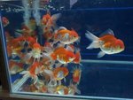 Red &amp; White Lionhead Gold Fish - Goldfish Fish