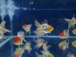 Red &amp; White Lionhead Gold Fish - Goldfish Fish