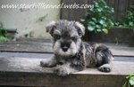 Min.schnauzer Puppy With Mka (M2) - Schnauzer Dog