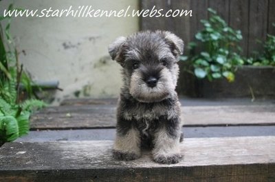 Min.schnauzer Puppy With Mka (M2) - Schnauzer Dog