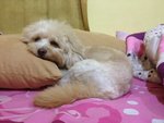 Boyboy - Poodle + Shih Tzu Dog