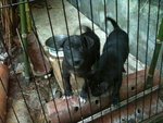 Please adopt these two cute puppies.  I have 3 adult dogs in my house and I can't take these two