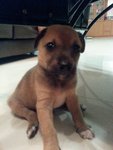 3 Pups Hulu Langat (Seri Kembangan) - Mixed Breed Dog