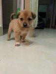 3 Pups Hulu Langat (Seri Kembangan) - Mixed Breed Dog