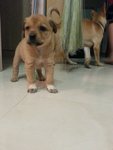 3 Pups Hulu Langat (Seri Kembangan) - Mixed Breed Dog