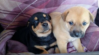 2 Pups ( Mix ) - Mixed Breed Dog