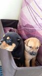 2 Pups ( Mix ) - Mixed Breed Dog