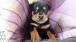 2 Pups ( Mix ) - Mixed Breed Dog