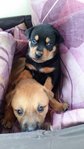 2 Pups ( Mix ) - Mixed Breed Dog