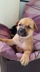 2 Pups ( Mix ) - Mixed Breed Dog