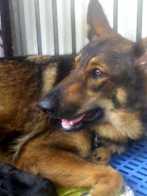 PF49997 - German Shepherd Dog Dog