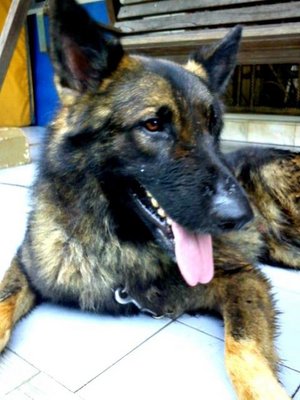 German Shepherd For Sale  - German Shepherd Dog Dog