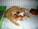 Angelic Mother Cat With 3 Newborn K - Domestic Short Hair Cat