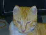 Orange..!! - Tabby Cat