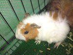 3 Guinea Pig - Guinea Pig Small & Furry