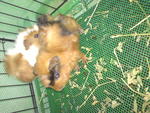 3 Guinea Pig - Guinea Pig Small & Furry