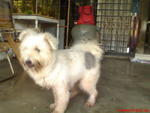 Coco And Nicky - Terrier Dog