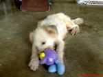 Coco And Nicky - Terrier Dog