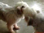 Coco And Nicky - Terrier Dog