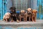 Five Sisters From Sendayan - Mixed Breed Dog