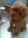 Bailey - Poodle Dog