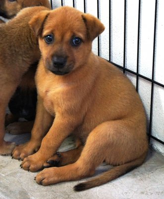 Batty - Mixed Breed Dog