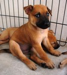 Jack Jack - Mixed Breed Dog