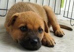 Gentle - Mixed Breed Dog