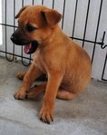 Cuttie - Mixed Breed Dog