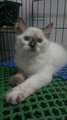 Siamese Persian Colour-pointed - Persian + Siamese Cat