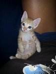 Baby Ollie (B.o) - Domestic Short Hair Cat