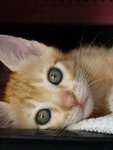 Baby Ollie (B.o) - Domestic Short Hair Cat