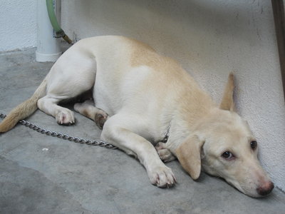 Millie - Labrador Retriever Mix Dog