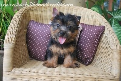 Aust.silky Terrier Puppy W Mka (A1) - Silky Terrier Dog