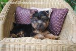 Aust.silky Terrier Puppy W Mka (A1) - Silky Terrier Dog