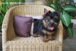 Aust.silky Terrier Puppy W Mka (A1) - Silky Terrier Dog