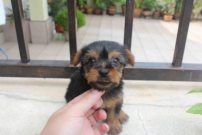 Silky Terrier Pup - Silky Terrier Dog