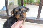 Silky Terrier Pup - Silky Terrier Dog