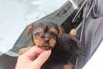 Silky Terrier Pup - Silky Terrier Dog