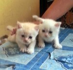 White Baby Kitten - Siamese + Domestic Medium Hair Cat