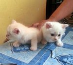 White Baby Kitten - Siamese + Domestic Medium Hair Cat