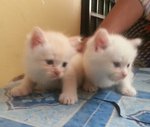 White Baby Kitten - Siamese + Domestic Medium Hair Cat