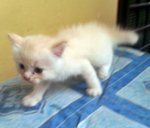 White Baby Kitten - Siamese + Domestic Medium Hair Cat