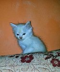 White Baby Kitten - Siamese + Domestic Medium Hair Cat