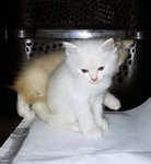 White Baby Kitten - Siamese + Domestic Medium Hair Cat