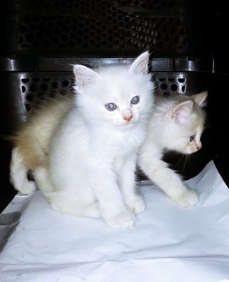 White Baby Kitten - Siamese + Domestic Medium Hair Cat