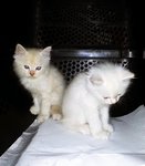 White Baby Kitten - Siamese + Domestic Medium Hair Cat